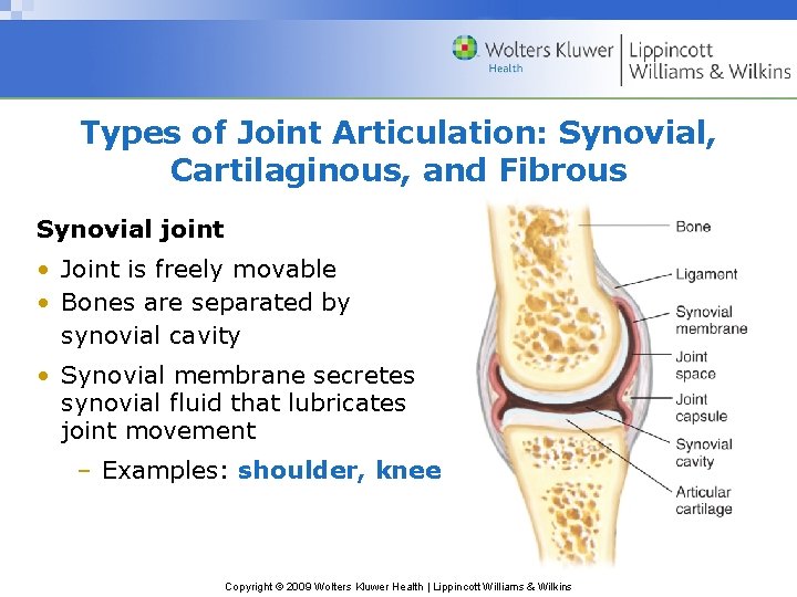 Types of Joint Articulation: Synovial, Cartilaginous, and Fibrous Synovial joint • Joint is freely
