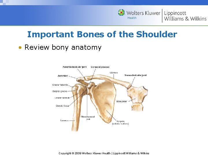 Important Bones of the Shoulder • Review bony anatomy Copyright © 2009 Wolters Kluwer