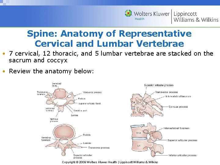 Spine: Anatomy of Representative Cervical and Lumbar Vertebrae • 7 cervical, 12 thoracic, and