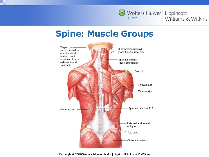 Spine: Muscle Groups Copyright © 2009 Wolters Kluwer Health | Lippincott Williams & Wilkins