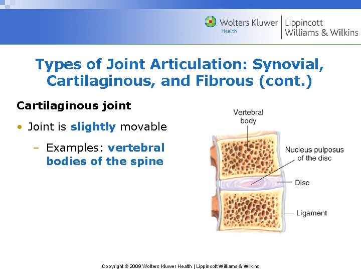 Types of Joint Articulation: Synovial, Cartilaginous, and Fibrous (cont. ) Cartilaginous joint • Joint