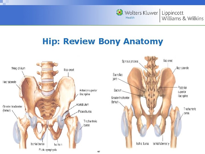 Hip: Review Bony Anatomy Copyright © 2009 Wolters Kluwer Health | Lippincott Williams &