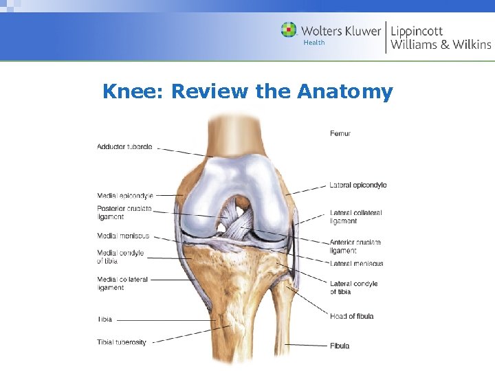 Knee: Review the Anatomy Copyright © 2009 Wolters Kluwer Health | Lippincott Williams &
