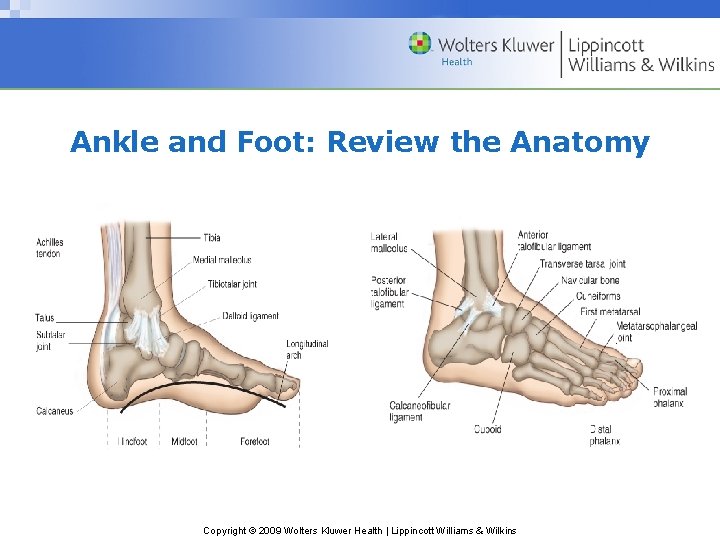 Ankle and Foot: Review the Anatomy Copyright © 2009 Wolters Kluwer Health | Lippincott