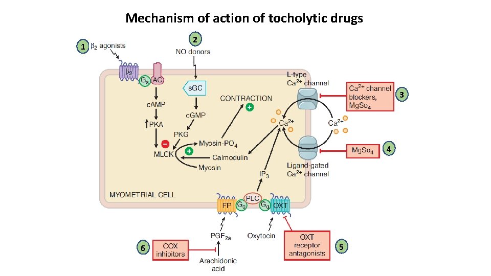 Mechanism of action of tocholytic drugs 2 1 3 4 6 5 