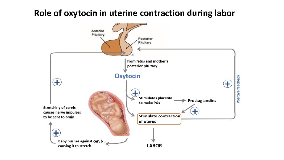 Role of oxytocin in uterine contraction during labor cervix, 