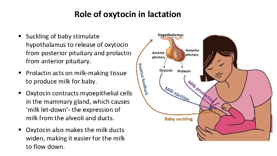 Role of oxytocin in lactation § Suckling of baby stimulate hypothalamus to release of