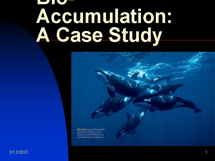 Bio. Accumulation: A Case Study 2/11/2022 1 