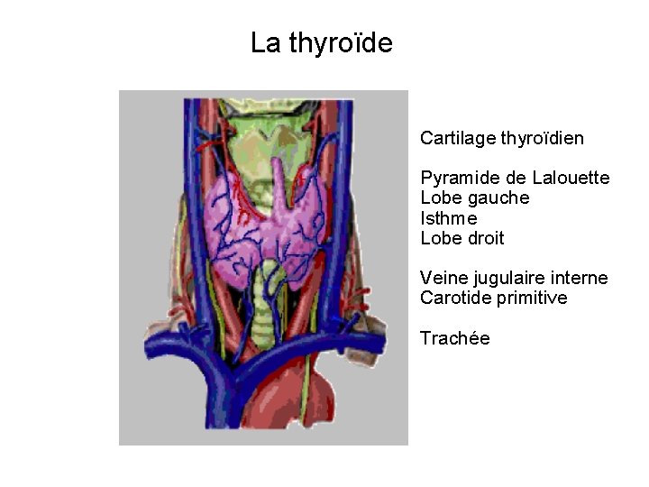La thyroïde Cartilage thyroïdien Pyramide de Lalouette Lobe gauche Isthme Lobe droit Veine jugulaire