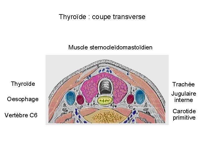 Thyroïde : coupe transverse Muscle sternocleïdomastoïdien Thyroïde Trachée Oesophage Jugulaire interne Vertèbre C 6