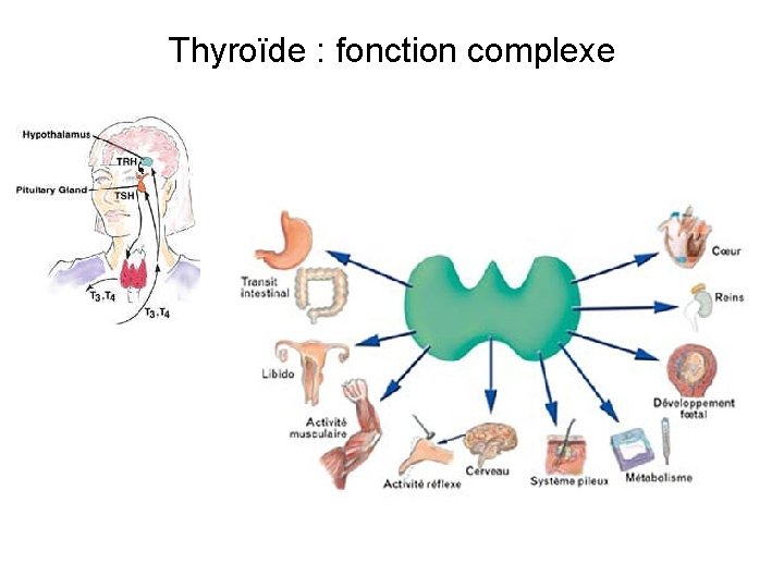 Thyroïde : fonction complexe 