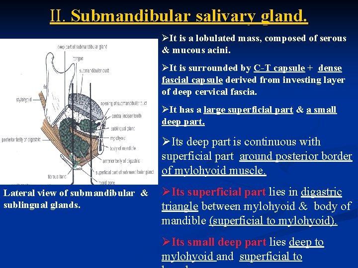II. Submandibular salivary gland. ØIt is a lobulated mass, composed of serous & mucous