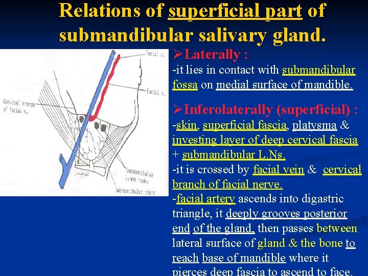 Relations of superficial part of submandibular salivary gland. ØLaterally : -it lies in contact