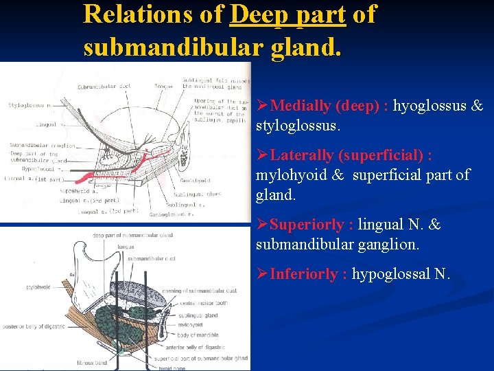 Relations of Deep part of submandibular gland. ØMedially (deep) : hyoglossus & styloglossus. ØLaterally