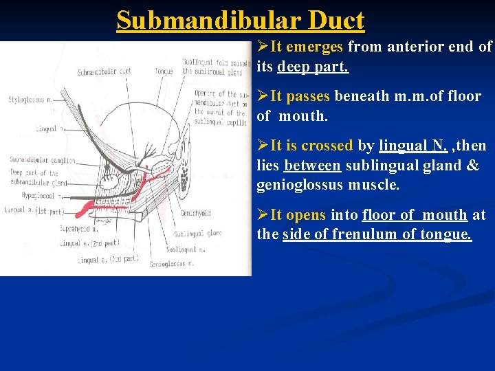 Submandibular Duct ØIt emerges from anterior end of its deep part. ØIt passes beneath
