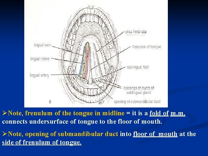 ØNote, frenulum of the tongue in midline = it is a fold of m.