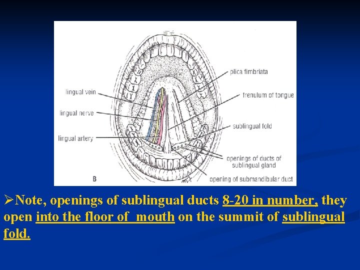 ØNote, openings of sublingual ducts 8 -20 in number, they open into the floor