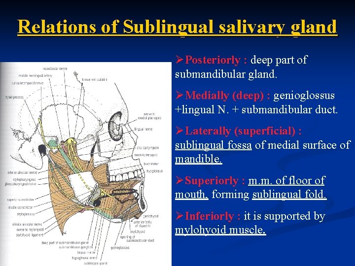 Relations of Sublingual salivary gland ØPosteriorly : deep part of submandibular gland. ØMedially (deep)