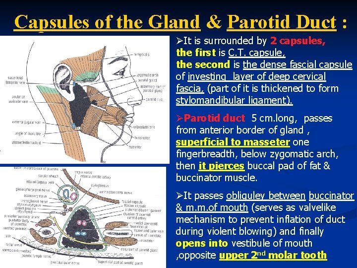 Capsules of the Gland & Parotid Duct : ØIt is surrounded by 2 capsules,