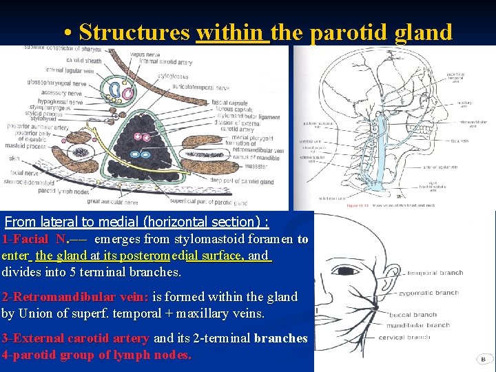  • Structures within the parotid gland From lateral to medial (horizontal section) :