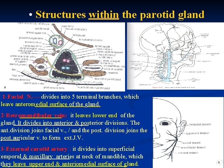  • Structures within the parotid gland 1 -Facial N. ----divides into 5 terminal