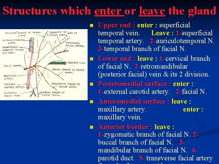 Structures which enter or leave the gland n n n Upper end : enter