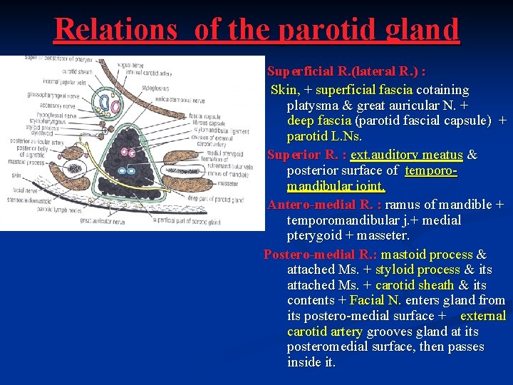 Relations of the parotid gland Superficial R. (lateral R. ) : Skin, + superficial