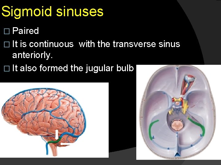 Sigmoid sinuses � Paired � It is continuous with the transverse sinus anteriorly. �