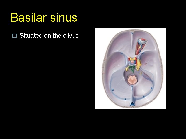 Basilar sinus � Situated on the clivus 