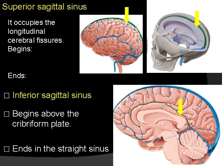 Superior sagittal sinus It occupies the longitudinal cerebral fissures. Begins: Ends: � Inferior sagittal