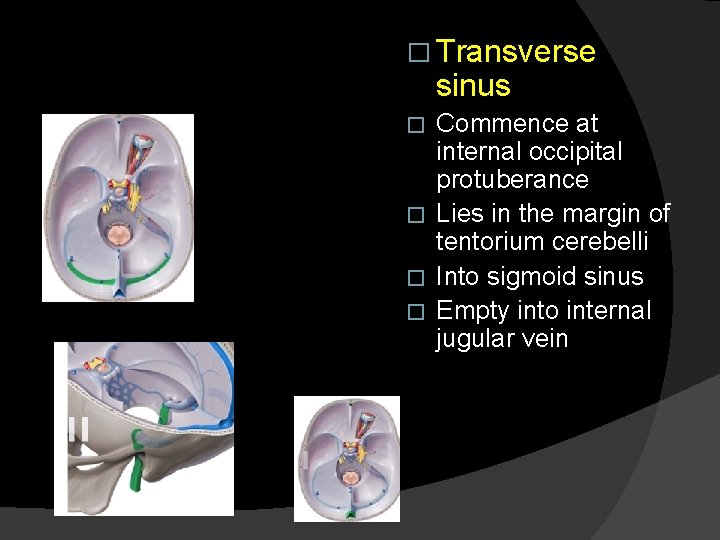 � Transverse sinus Commence at internal occipital protuberance � Lies in the margin of