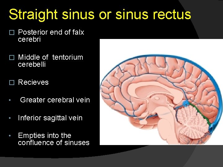 Straight sinus or sinus rectus � Posterior end of falx cerebri � Middle of