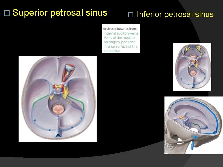 � Superior petrosal sinus � Inferior petrosal sinus 