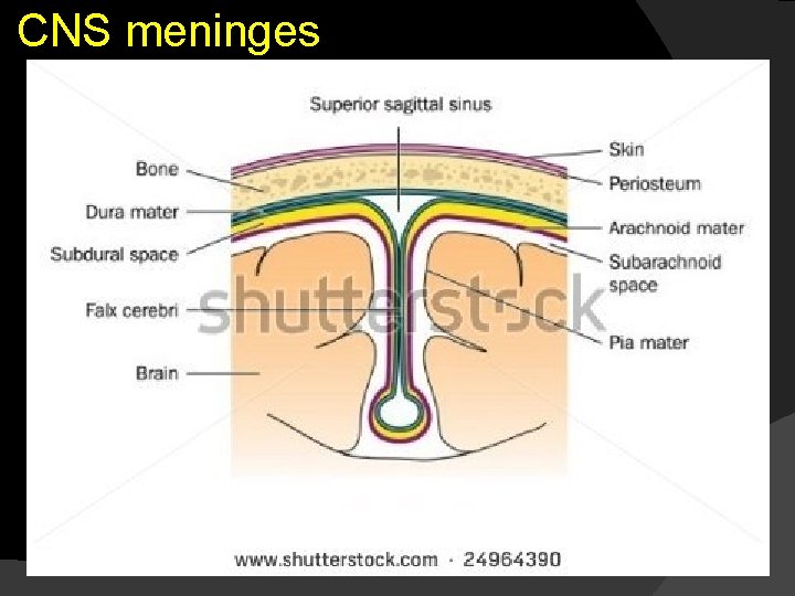 CNS meninges 