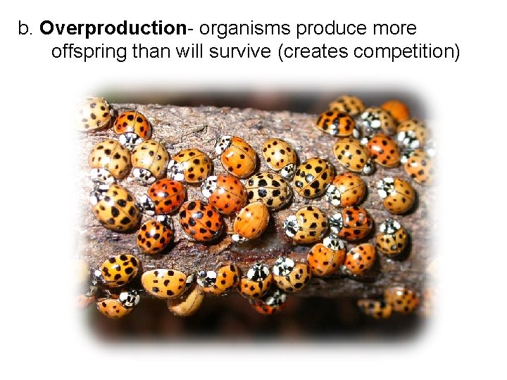 b. Overproduction- organisms produce more offspring than will survive (creates competition) 