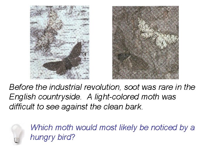 Before the industrial revolution, soot was rare in the English countryside. A light-colored moth