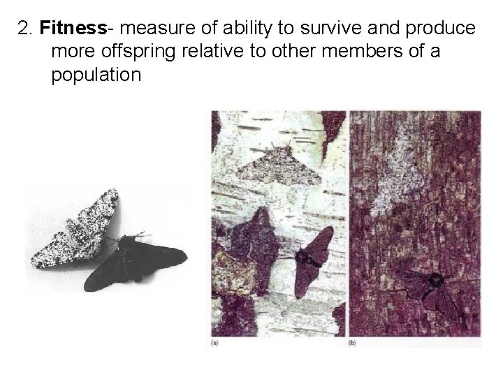 2. Fitness- measure of ability to survive and produce more offspring relative to other