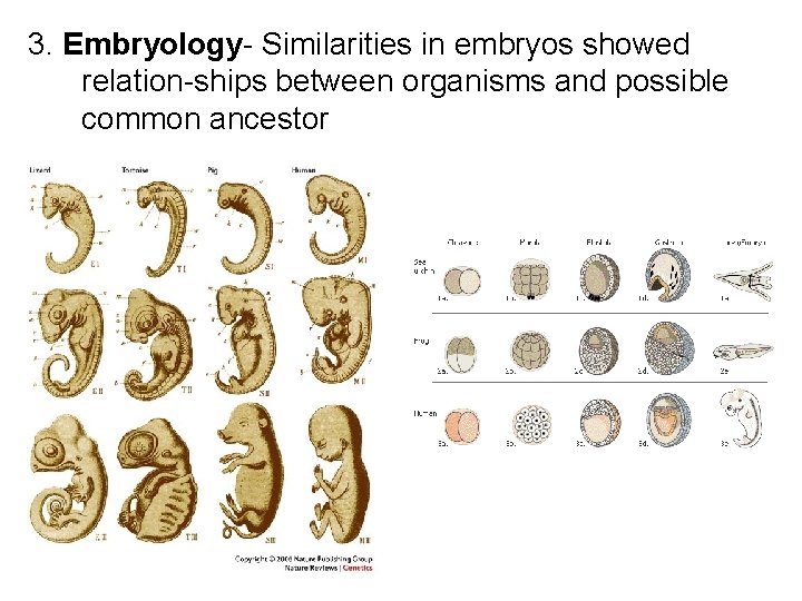 3. Embryology- Similarities in embryos showed relation-ships between organisms and possible common ancestor 