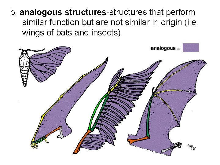 b. analogous structures-structures that perform similar function but are not similar in origin (i.