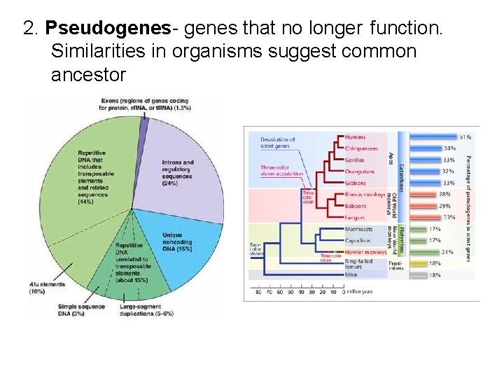 2. Pseudogenes- genes that no longer function. Similarities in organisms suggest common ancestor 