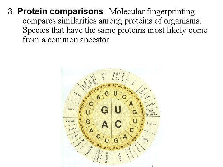 3. Protein comparisons- Molecular fingerprinting compares similarities among proteins of organisms. Species that have