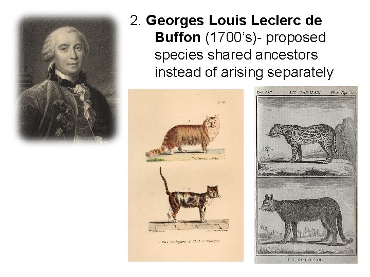 2. Georges Louis Leclerc de Buffon (1700’s)- proposed species shared ancestors instead of arising