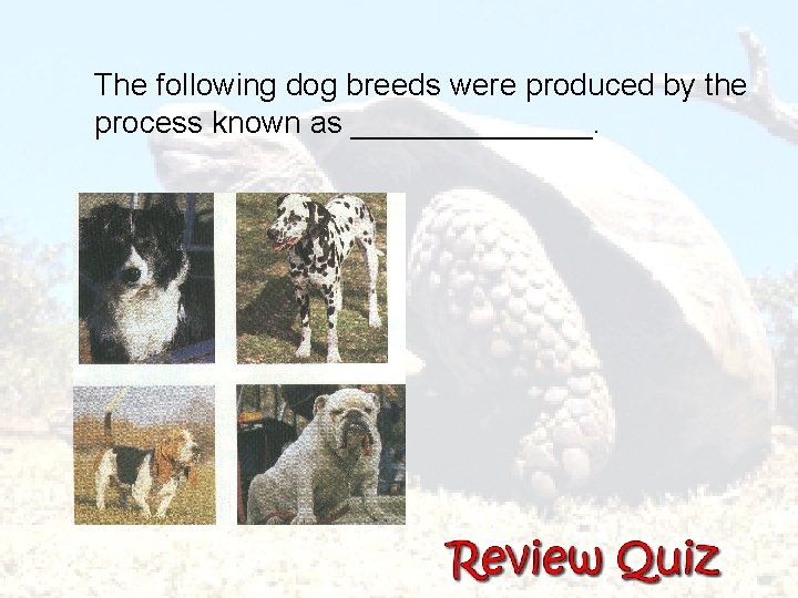 The following dog breeds were produced by the process known as _______. 