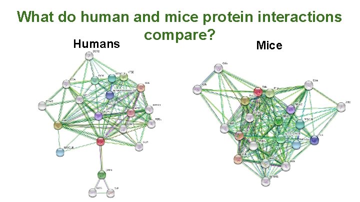 What do human and mice protein interactions compare? Humans Mice 