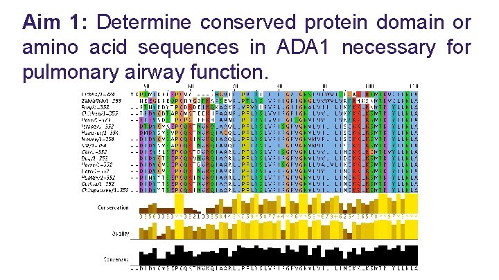Aim 1: Determine conserved protein domain or amino acid sequences in ADA 1 necessary