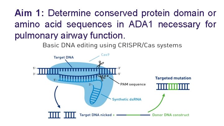 Aim 1: Determine conserved protein domain or amino acid sequences in ADA 1 necessary