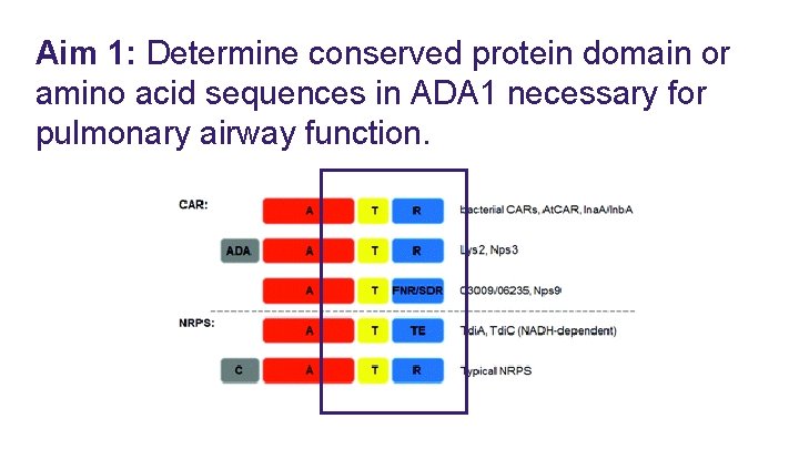 Aim 1: Determine conserved protein domain or amino acid sequences in ADA 1 necessary