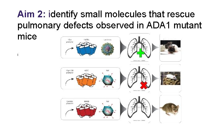 Aim 2: identify small molecules that rescue pulmonary defects observed in ADA 1 mutant