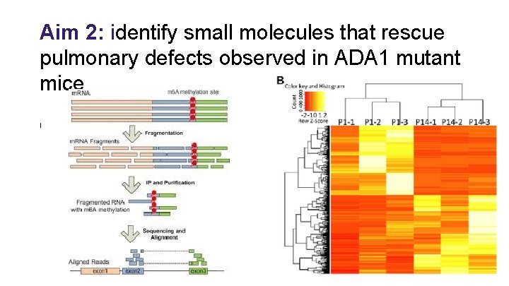 Aim 2: identify small molecules that rescue pulmonary defects observed in ADA 1 mutant