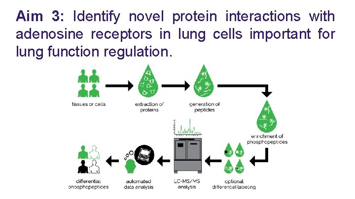 Aim 3: Identify novel protein interactions with adenosine receptors in lung cells important for